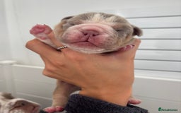 English Bulldog dogs for sale: Only one male left! Ready on the 27th of October  - Image 15