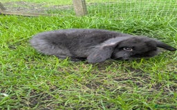 Mini Lop rabbits for sale: Mini lop babies. - Image 2