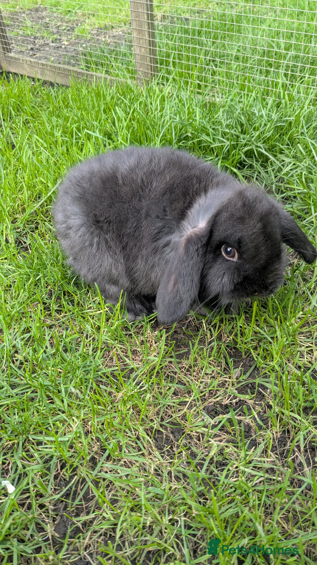 Mini Lop rabbits for sale: Mini lop babies. - Image 2