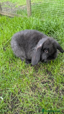 Mini Lop rabbits - Advert 10
