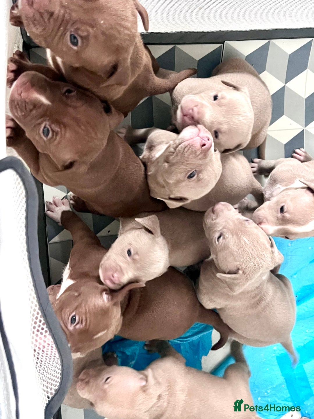 American Bully dogs for sale: 🐾 Medium Bully Puppies – Born 31.08.2025 –  - Image 7