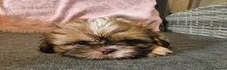 Shih Tzu dogs for sale: Quality Half Imperial Shihtzus. - Advert 1