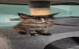 Maine Coon cats for sale: XXL Maine Coon kittens - Image 9