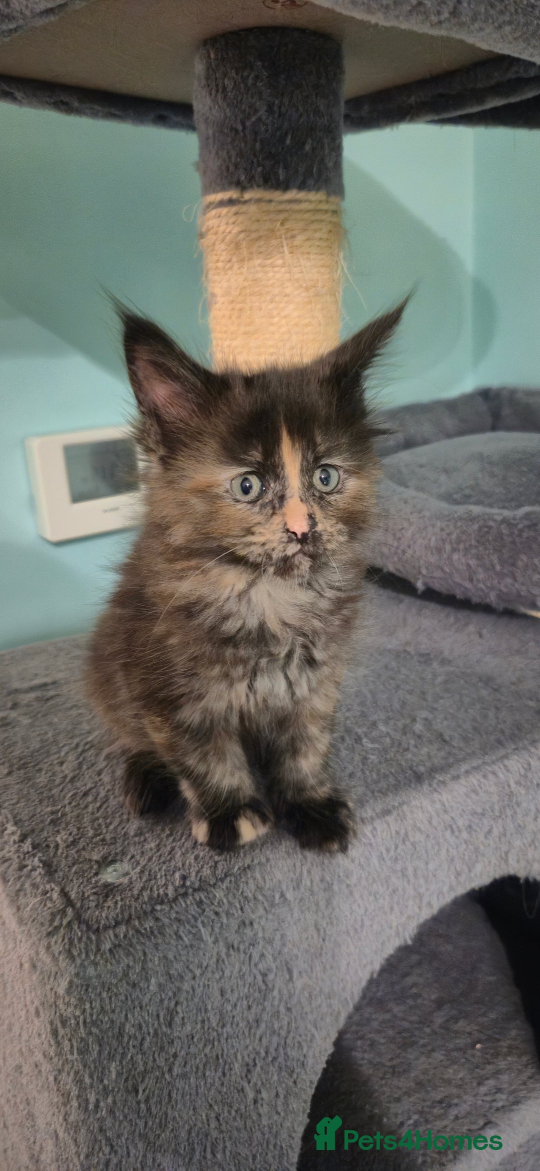 Maine Coon cats for sale: XXL Maine Coon kittens - Image 9