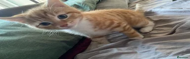Mixed Breed Kitten 1