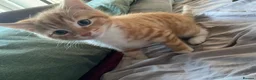 Mixed Breed cats for sale: Two kittens looking for their forever home  - Advert 3