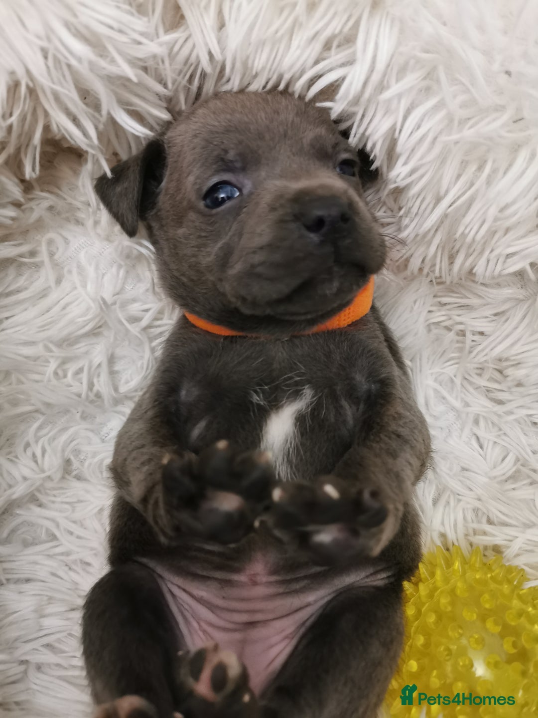 Staffordshire Bull Terrier dogs for sale: Staffordshire Bull Terrier puppies for sale  - Advert 14