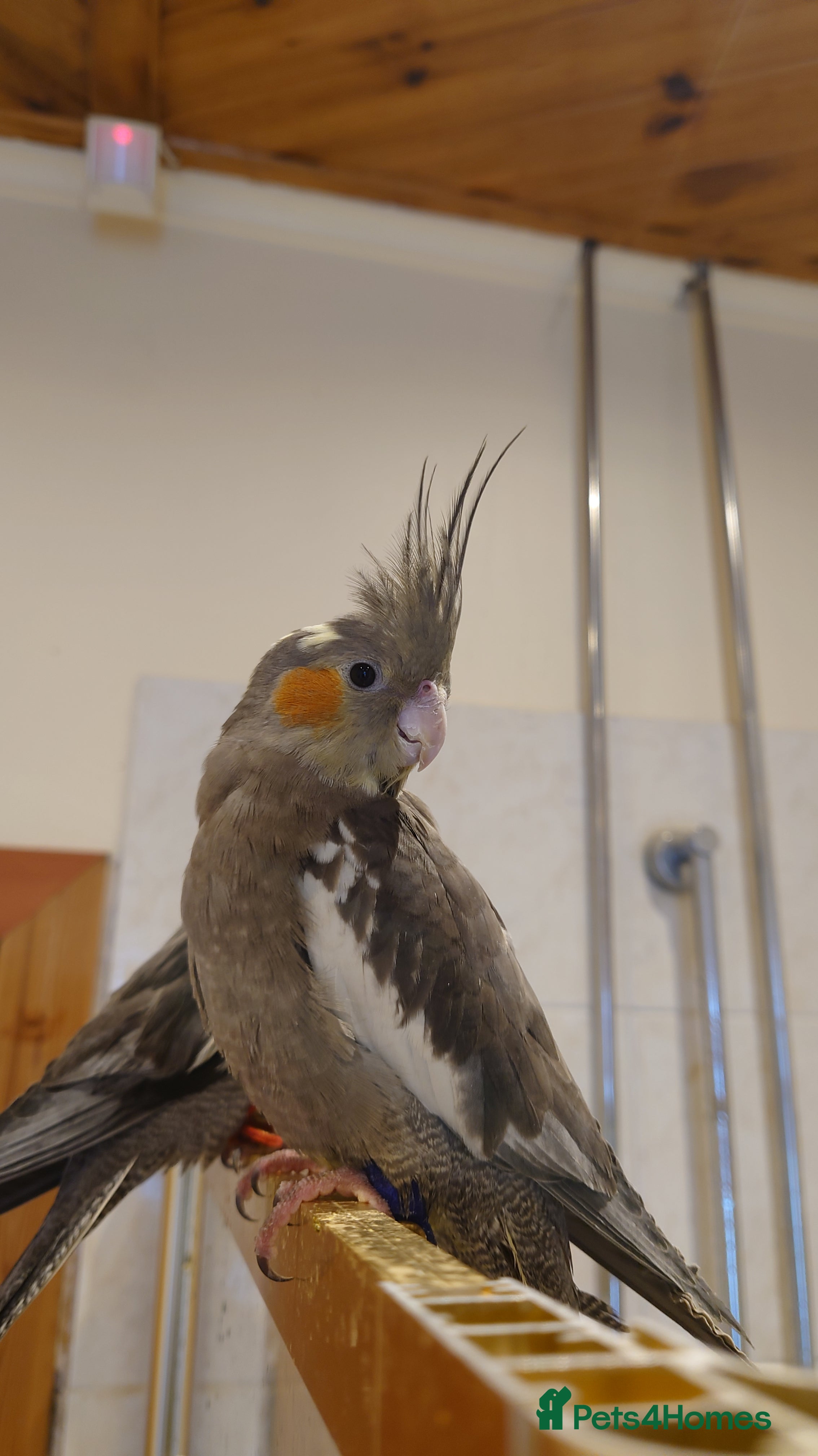 Cockatiels birds Silly tame hand reared cockatiels for rehoming - Advert 21