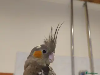 Cockatiels birds Silly tame hand reared cockatiels for rehoming - Advert 21