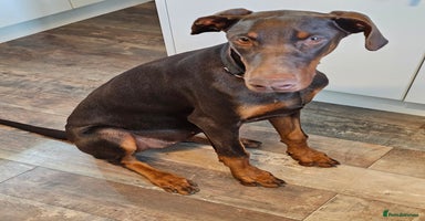 Dobermann dogs - Advert 9
