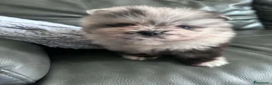 Pomeranian 1