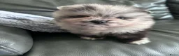 Pomeranian dogs for sale:  **  russianxpolish teddy bear Pomeranian  in Manchester - Advert 19