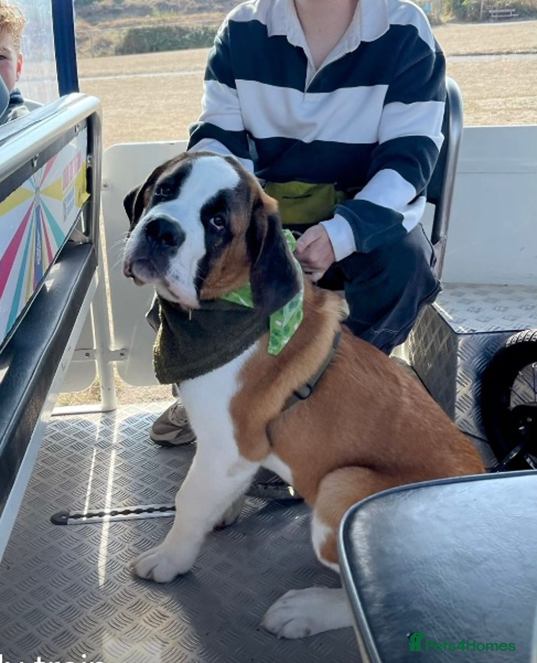 Saint Bernard dogs for sale: Saint puppy from HIP & ELBOW tested parents  - Advert 1