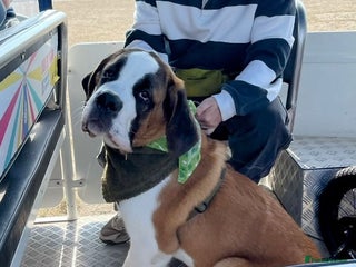 Saint Bernard dogs Saint puppy from HIP & ELBOW tested parents - Advert 8