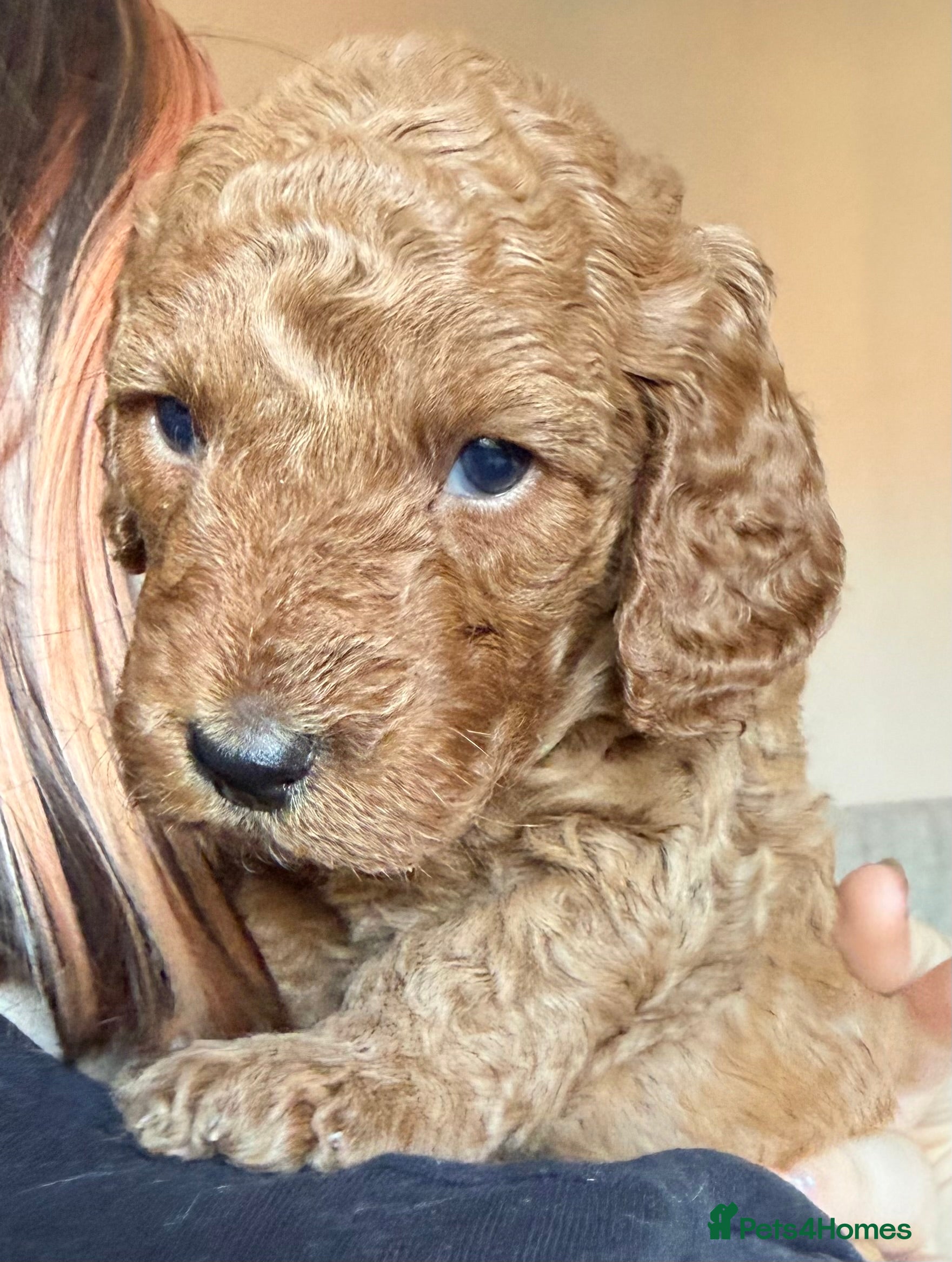 Labradoodle dogs  F1BB Miniature Labradoodle Puppies – Home Raised - Advert 2