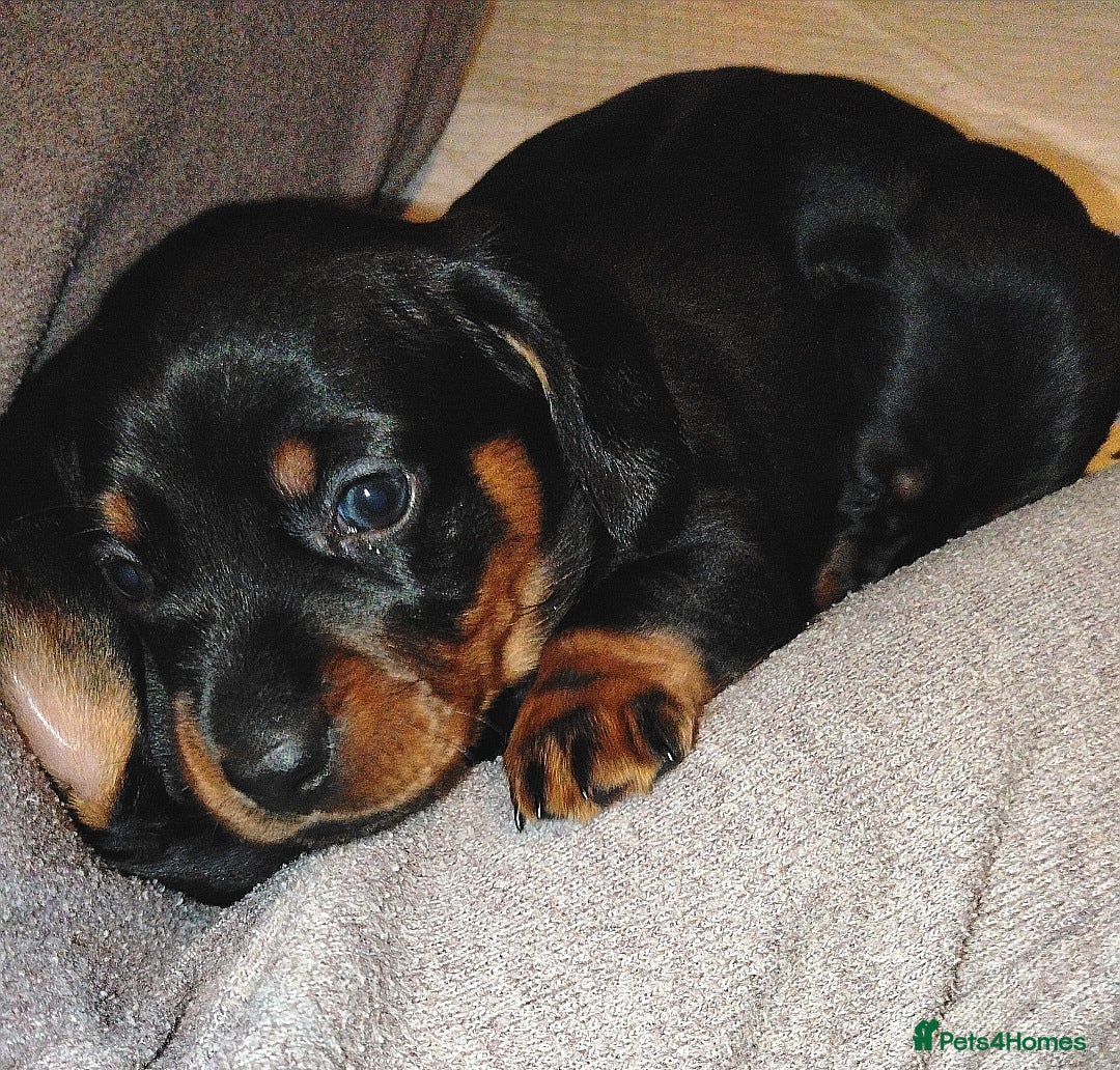 Dachshund dogs Dachshund Miniature and Tweenie  - Advert 10