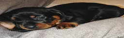 Dachshund dogs for sale: Dachshund Wire and Smooth  - Advert 3
