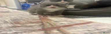 British Shorthair 4