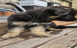 German Shepherd dogs for sale: German shepherd pups  - Image 12