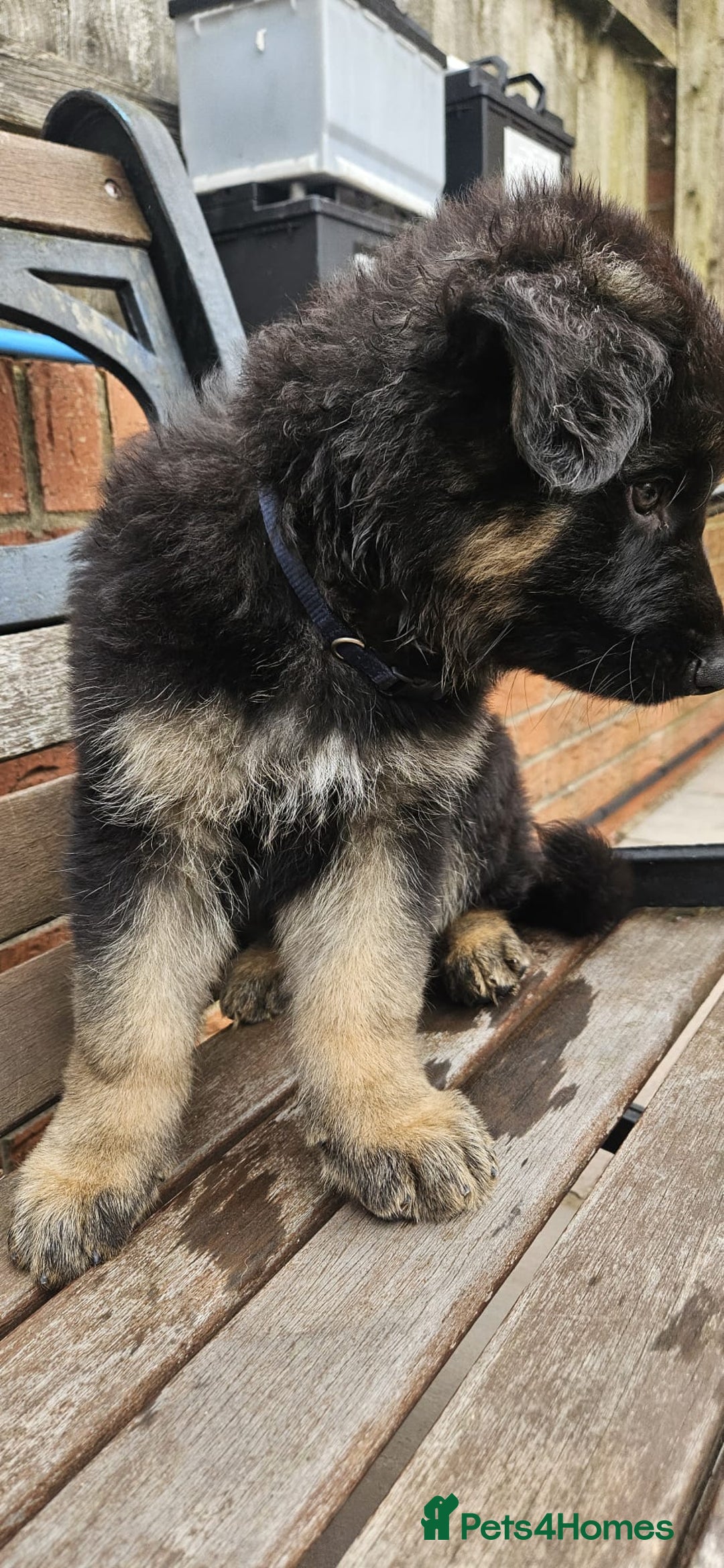 German Shepherd dogs for sale: German shepherd pups  - Image 12