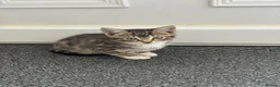 Mixed Breed cats for sale: Three beautiful kittens  - Advert 10