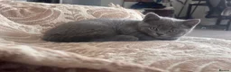 British Shorthair cats for sale: TWO BLUE GIRLS LEFT 🏆pure BSH Kittens🏆 - Advert 3