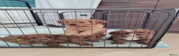 Cavapoo dogs for sale: F1 Cavapoo - Advert 5