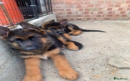 German Shepherd dogs for sale: Top Quality showline German Shepherd Puppies  in Wisbech - Image 3