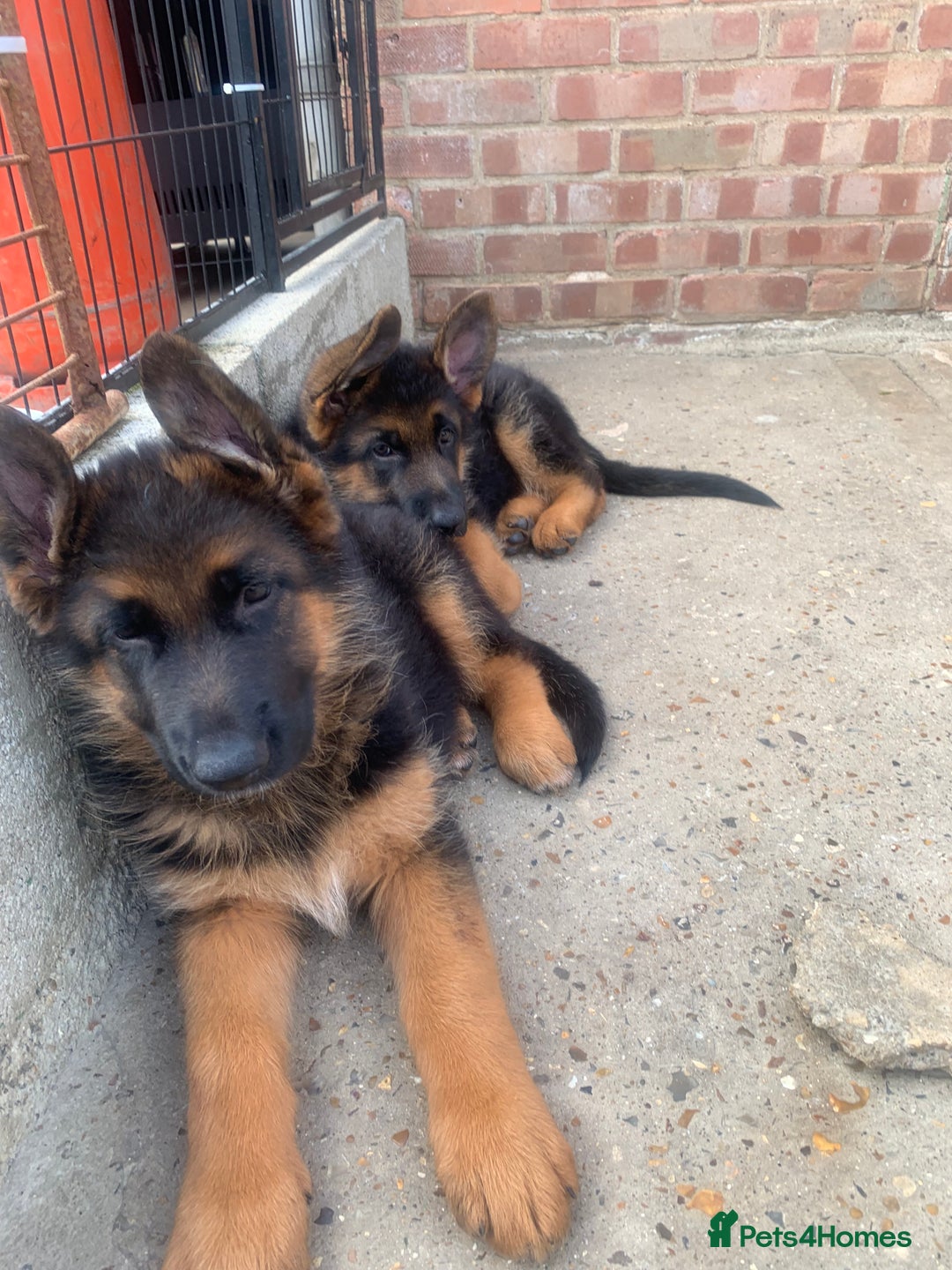 German Shepherd dogs for sale: Top Quality showline German Shepherd Puppies  in Wisbech - Image 3