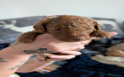 Cavapoo dogs for sale: Beautiful Cavapoo X toy poodle puppies  - Image 7