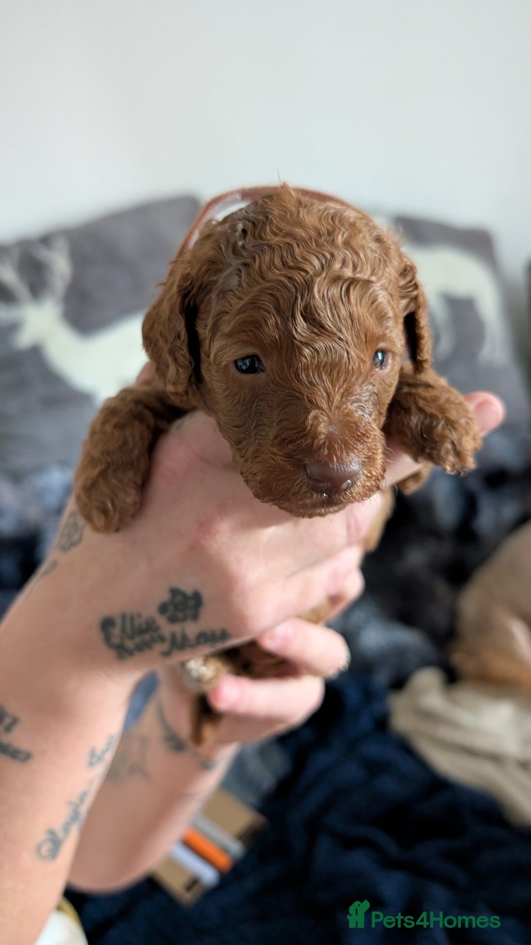 Cavapoo dogs for sale: Beautiful Cavapoo X toy poodle puppies  - Image 7