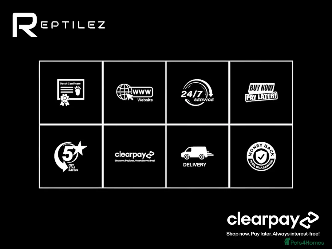 Chameleon reptiles for sale: CHAMELEON BABIES - Advert 2