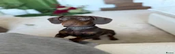 Dachshund dogs for sale: Chocolate & Tan dachshund - Advert 2