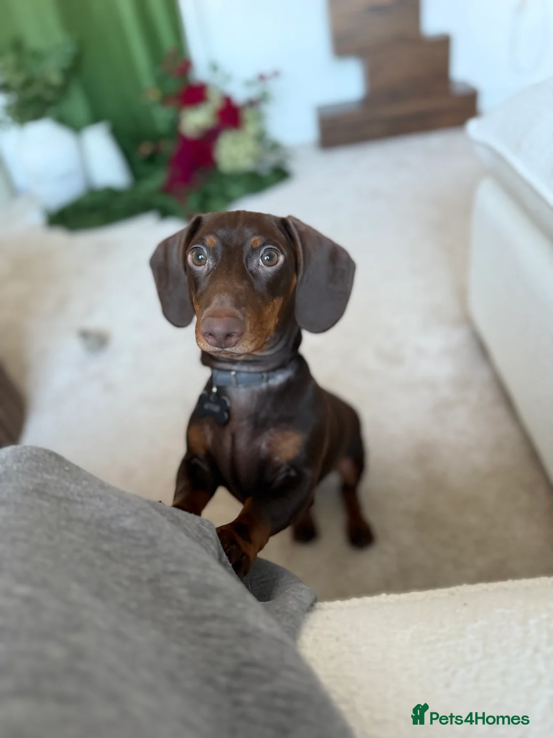 Dachshund dogs for sale: Chocolate & Tan dachshund - Advert 2