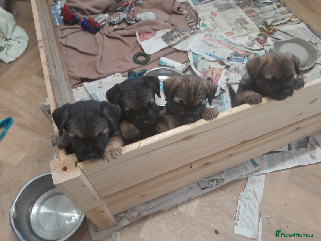 Border Terrier dogs for sale: KC registered Border terrier pups - Advert 2