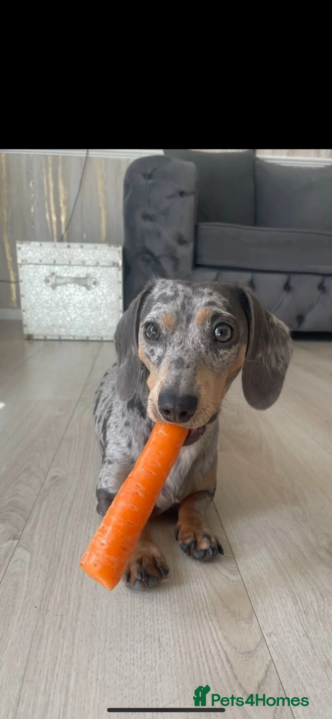 Miniature Dachshund dogs for stud: Barney  - Advert 2