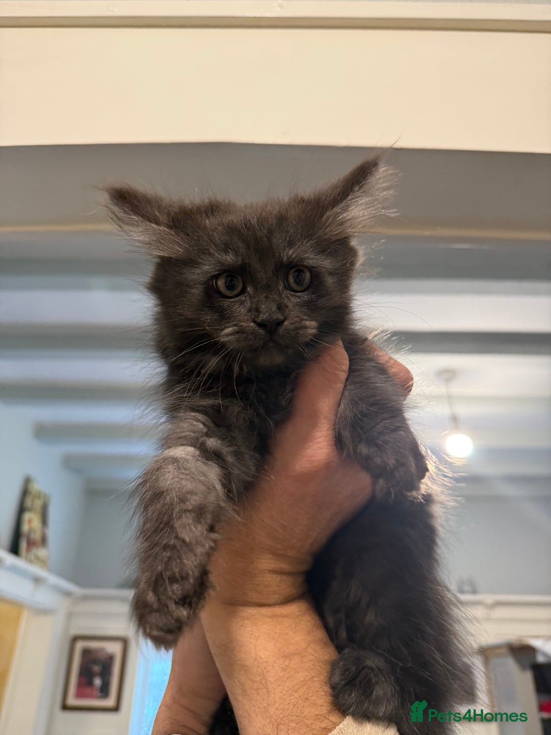 Maine Coon cats for sale: Maine coon x Ragdoll READY NOW 1 BOY LEFT - Image 1