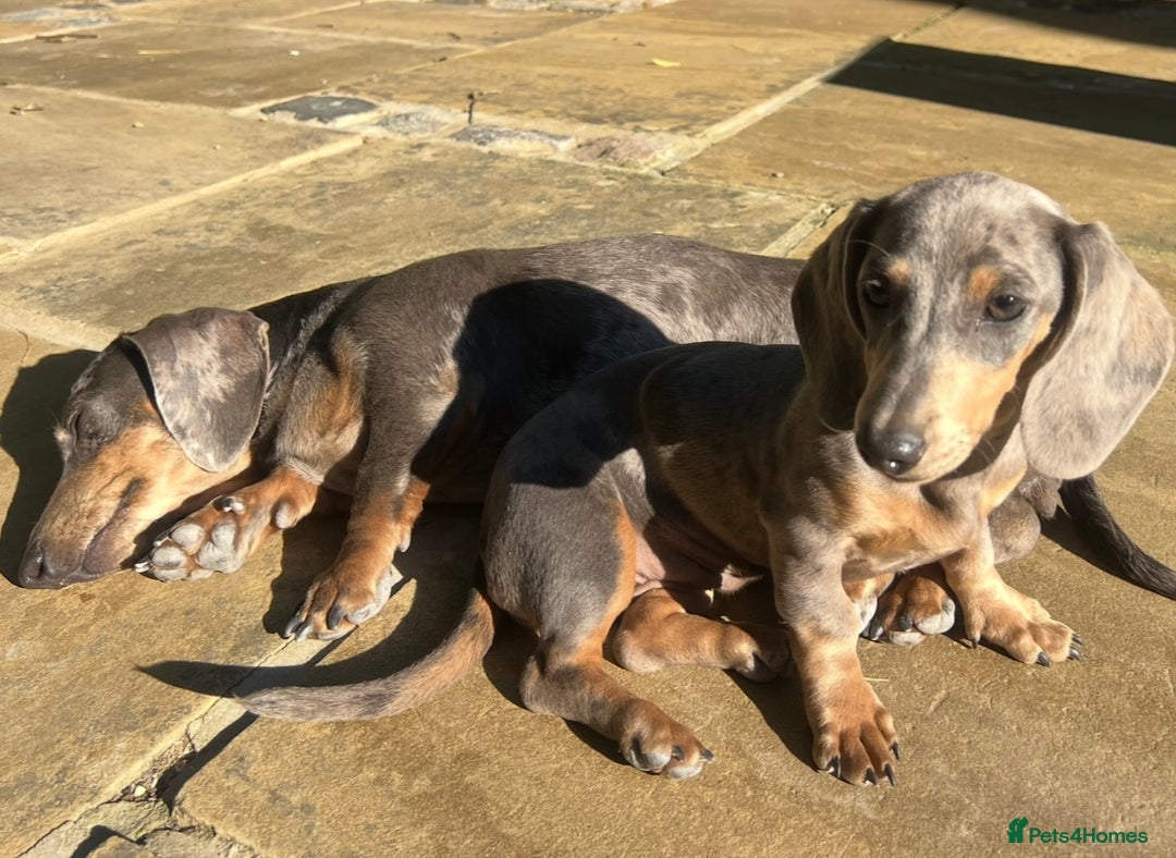 Miniature Dachshund dogs for sale: BLUE DAPPLE AND TAN BABY SAUSAGE AND HER MOTHER 💕 - Image 12