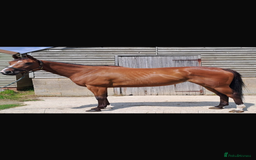 English Thoroughbred horses for sale: Super safe and easy mare  - Image 10