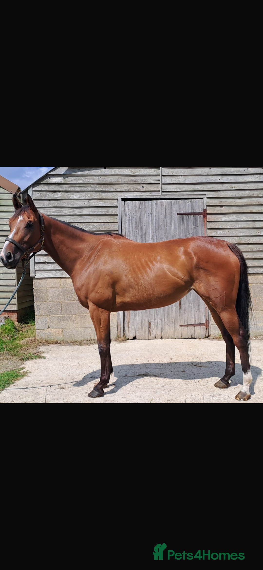 English Thoroughbred horses for sale: Super safe and easy mare  - Image 10