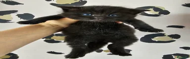 Ragdoll Kitten 1