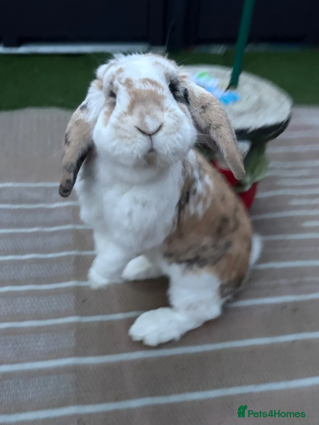 French Lop rabbits for sale: Frenchlop buck  - Advert 4