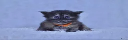 Maine Coon cats for sale: TICA Maine coon kittens - Advert 4