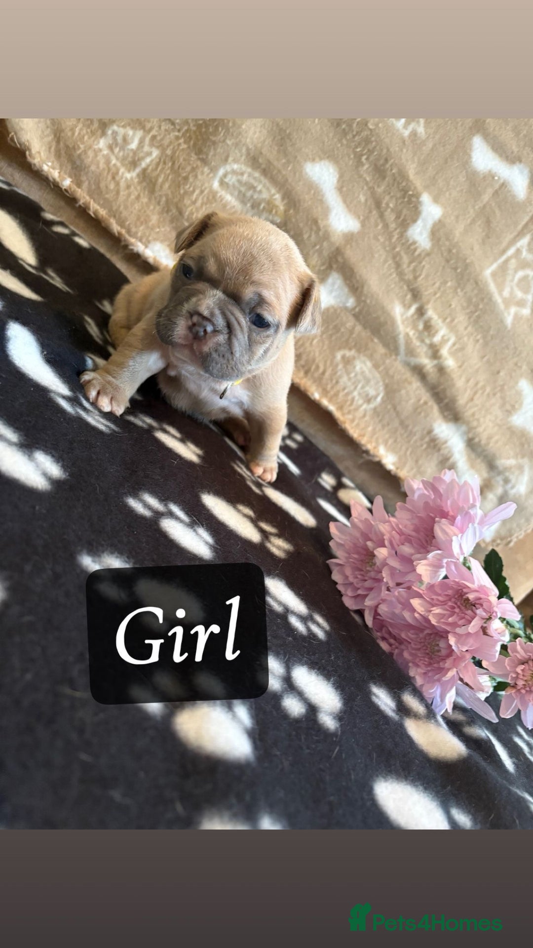 French Bulldog dogs for sale: Beautiful French bulldogs - Image 5