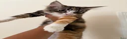 Maine Coon cats for sale: Maincoon X Ragdoll Ragcoons 3 months old - Advert 2
