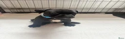 Staffordshire Bull Terrier dogs for sale: Ready to leave 23rd, staffy puppys(great quality)  - Advert 17