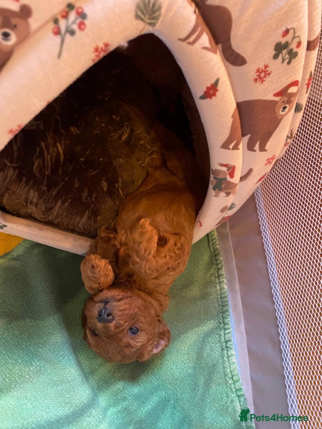 Cavapoo dogs for sale: F1B Toy Red Cavapoos for Sale - Advert 5