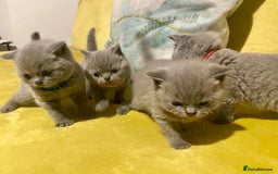 British Shorthair cats for sale: 💕Pure BSH Kittens – Family Raised, Ready December - Image 2