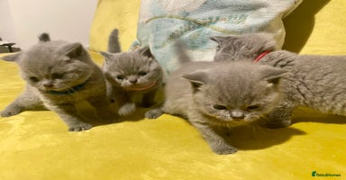 British Shorthair cats - Advert 4