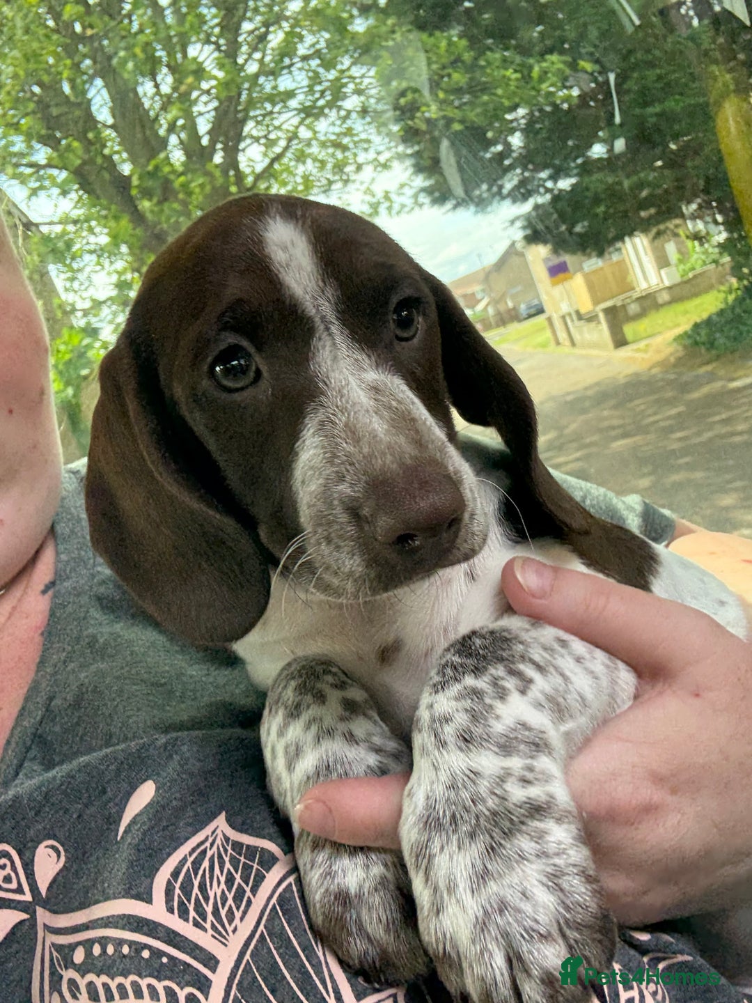 Mixed Breed dogs for sale: dachshund X cocker spaniel  - Image 1